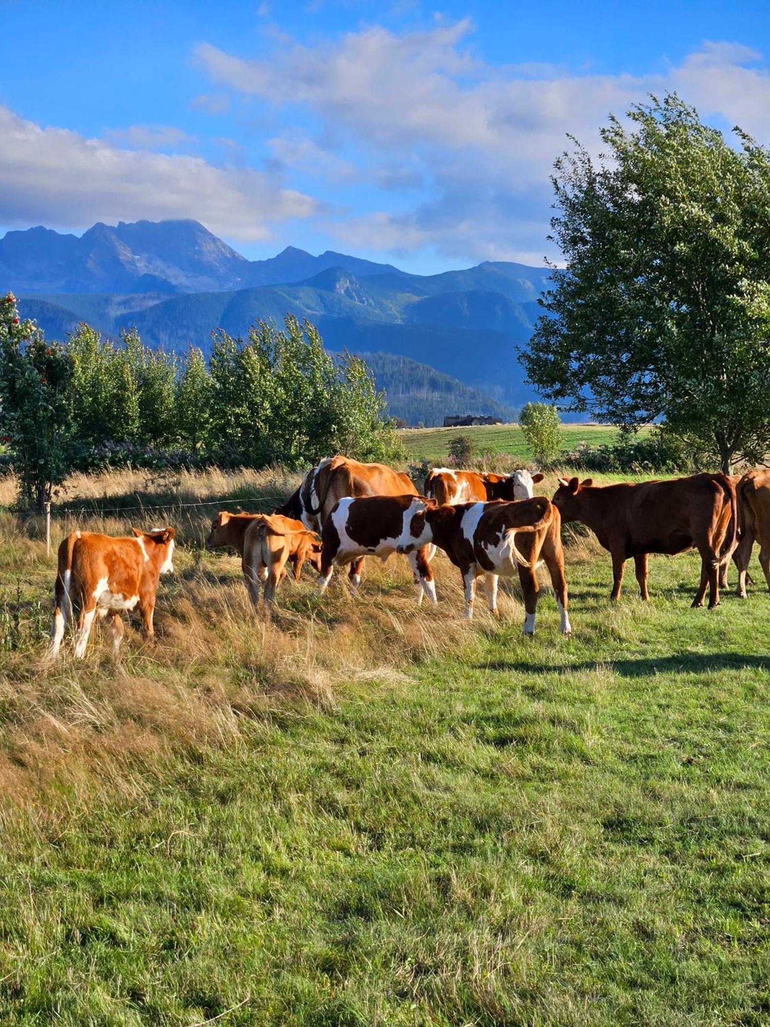 Goralska Chatka 2 Highland Cottage - Split Ac, Jacuzzi, Sauna, Private Parking, Mountains View, Garden, זקופאנה מראה חיצוני תמונה