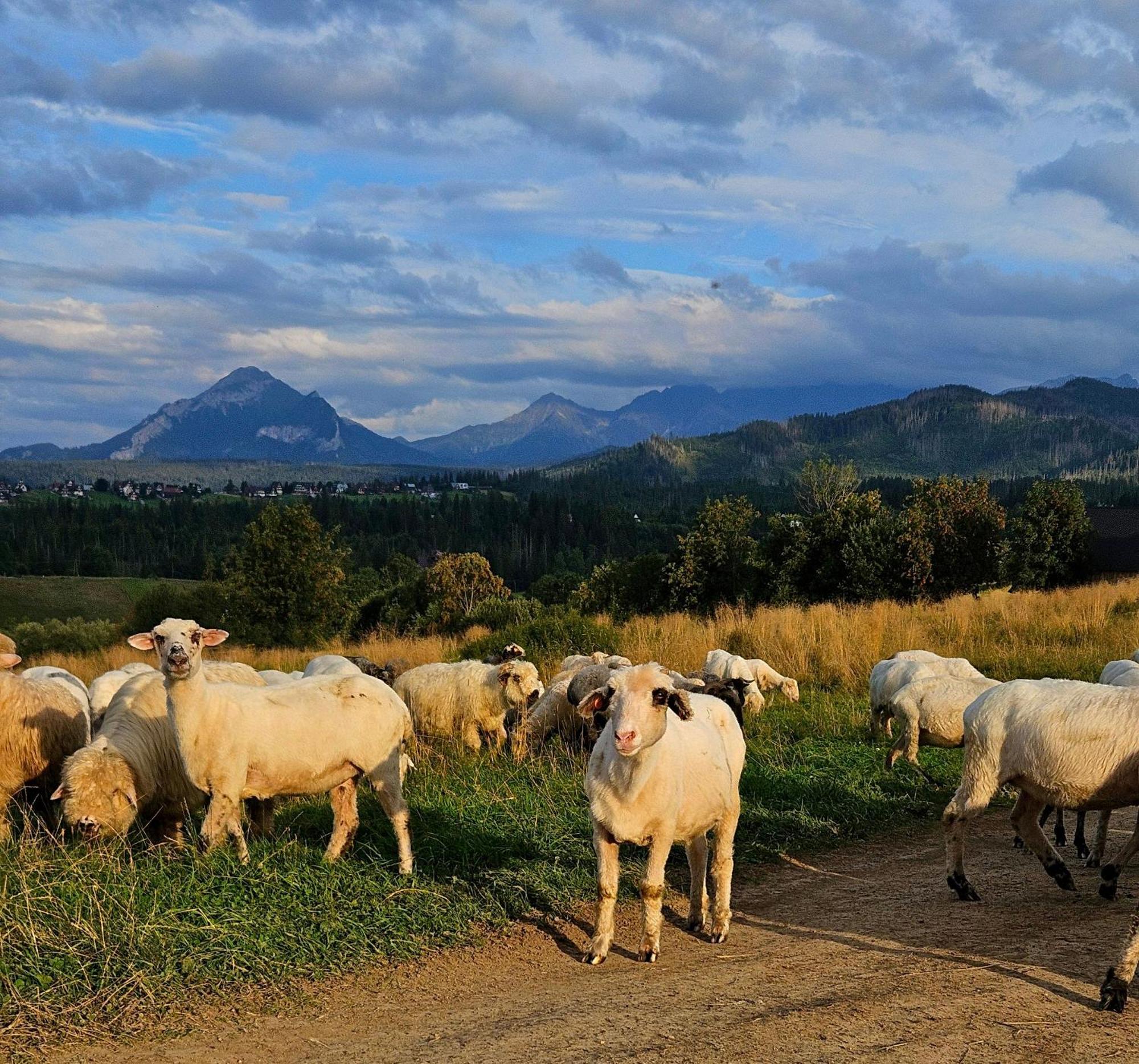 Goralska Chatka 2 Highland Cottage - Split Ac, Jacuzzi, Sauna, Private Parking, Mountains View, Garden, זקופאנה מראה חיצוני תמונה